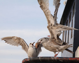 Seagulls fighting over a fish