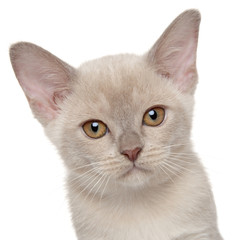 Fototapeta na wymiar Close-up of a burmese kitten