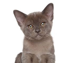 Fototapeta na wymiar Burmese kitten. Closeup portrait
