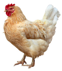 Brown hen isolated on white, studio shot.