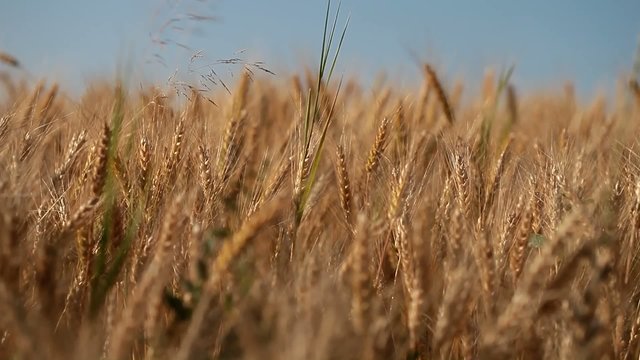 Wheat field against a blue sky