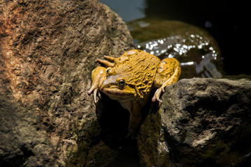 Frog on the rock