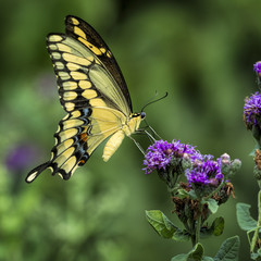 Yellow Swallowtail Butterfly