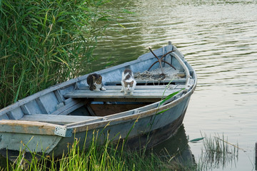Cats in a fishing boat
