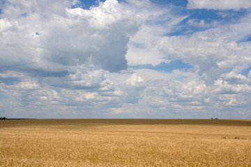 Wheat field on a background of blue sky with clouds