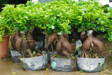 Potted plants