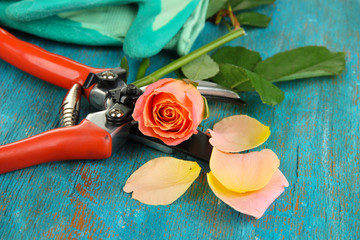 Garden secateurs and rose on wooden table close-up