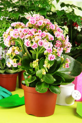 Beautiful flowers in pots on wooden table on natural background