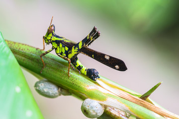 Common Clubtile dragonfly