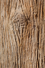 Obraz premium tree bark