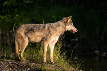Wolf wildlife