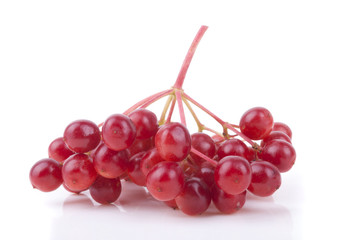Viburnum on a white background.