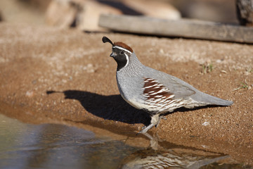Gambels quail, Callipepla gambelii