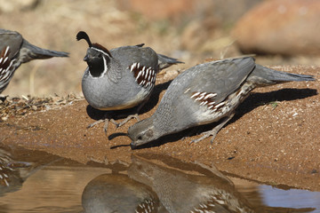 Gambels quail, Callipepla gambelii