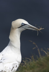 Gannet, Sula bassana