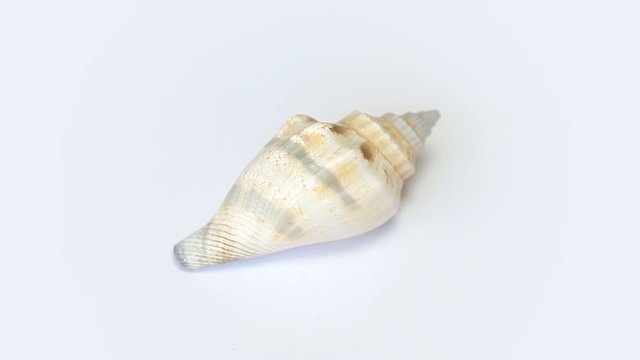 Sea shell rotating on white