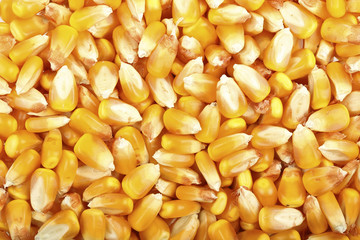 corn background