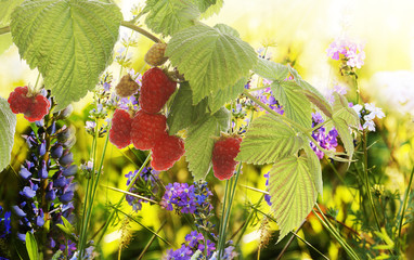 Raspberry.Garden raspberries.Soft Focus