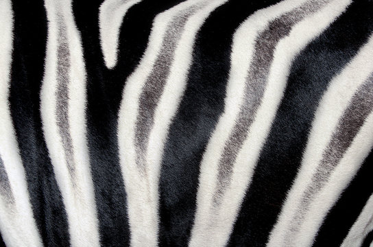 The structure of zebra skin. Close-up.