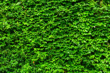 Green plant wall