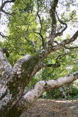 Menton jardin de la Madone