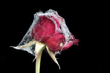 Withered rose covered with spider web