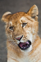 Portrait of a lion cub closeup