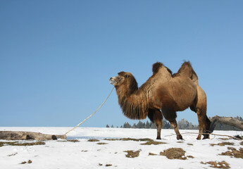 Le chameau de Bactriane (Camelus bactrianus) mâche une branche sèche