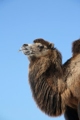 Portrait of a Bactrian Camel (Camelus bactrianus)