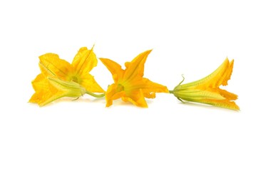 Fototapeta premium Fleurs de courgette