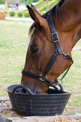 Naklejka premium Closeup of brown horse drinking water