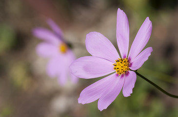 Fototapeta premium Beautiful cosmos flower