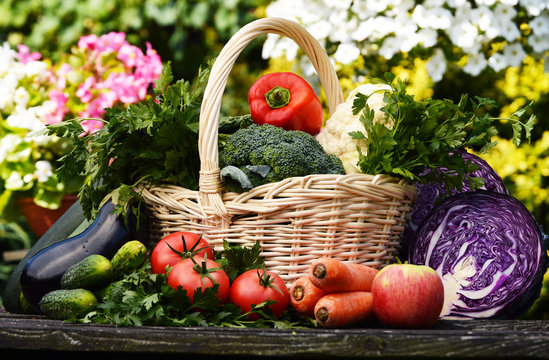 Fresh organic vegetables in the garden