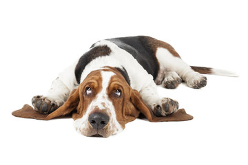 Basset hound dog lying on a white background - obrazy, fototapety, plakaty