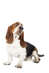 Basset hound dog lying on a white background