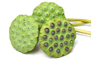 Bouquet of Lotus seed pod