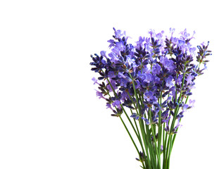 Naklejka premium lavender