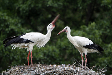 Storchennest