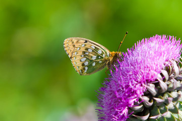 Butterfly in profile sitting on a flower closeup