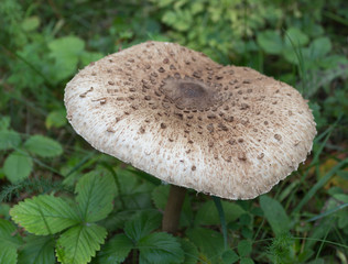 Toadstool mushroom_2