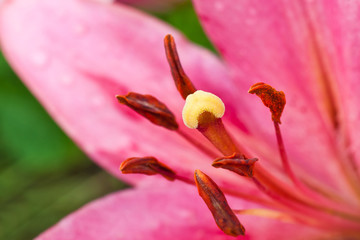 Pistil lily closeup