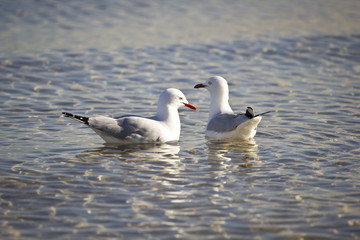 Two seagulls in the Sea
