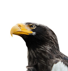 Eagle head isolated on white