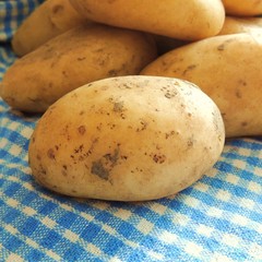 frische   Kartoffeln