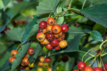 Hawthorn fruit