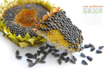 Autumn sunflower with ripe seeds on white background
