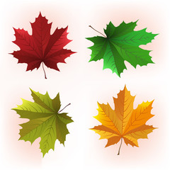 Maple Leaf