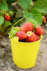 Strawberries in the bucket