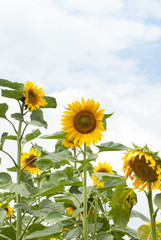 Field of Sunflowers, Poland.