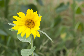 Field of Sunflowers, Poland.